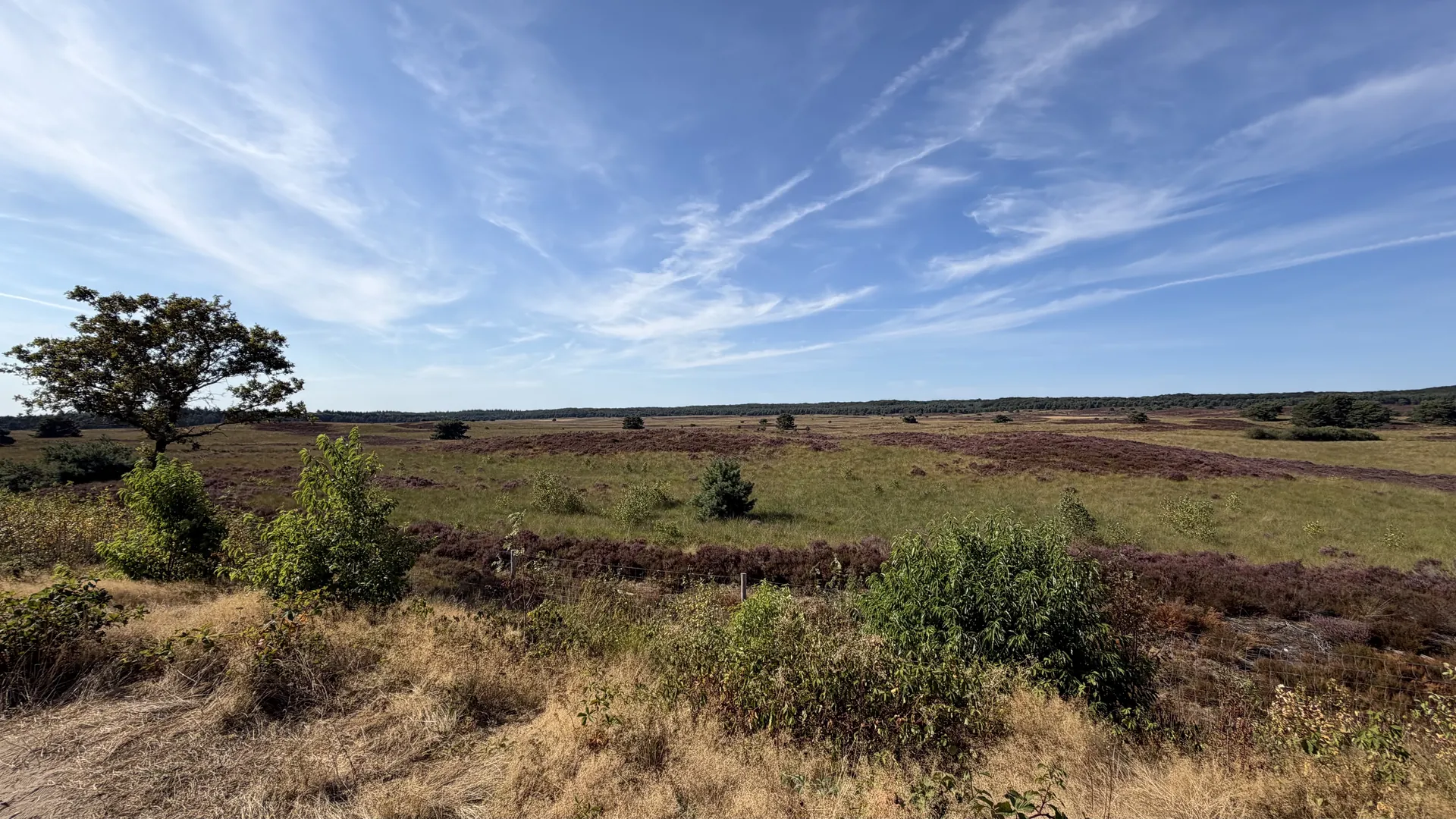 Weids heidelandschap met bloeiende heide op de Veluwe