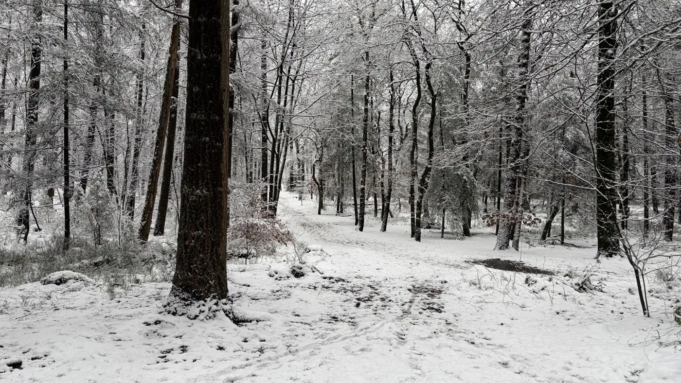 Besneeuwd bospad op de Veluwe bij Apeldoorn
